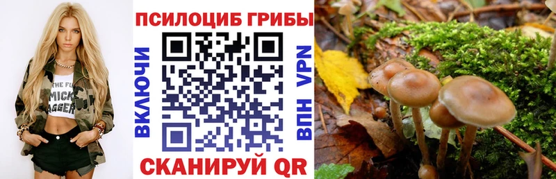 mega зеркало  Сертолово  Псилоцибиновые грибы Psilocybine cubensis 